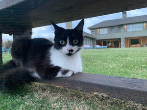 Meet your Posher, Sofi